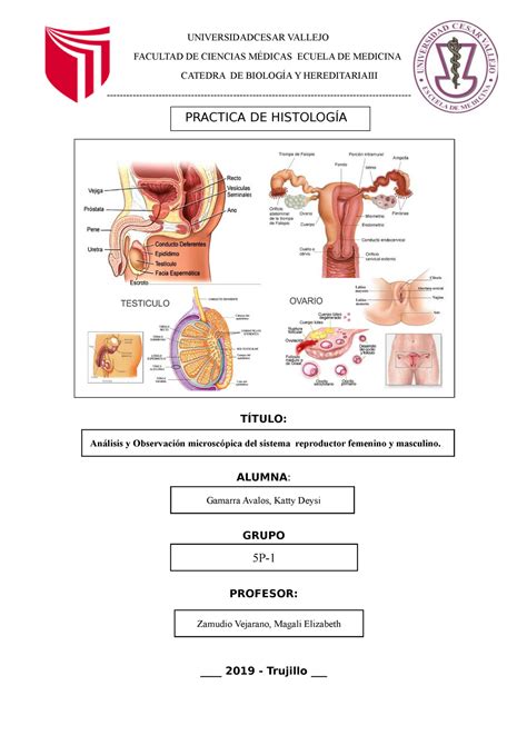 Solution Histologia Del Aparato Reproductor Femenino Studypool The
