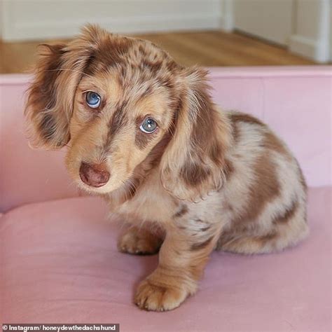 Adorable Six Month Old Dachshund Puppy Becomes A Social Media Star