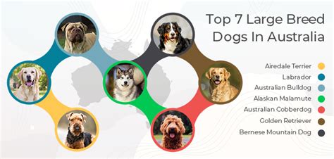 Top 7 Large Breed Dogs In Australia Flea And Tick Treatment For Pets