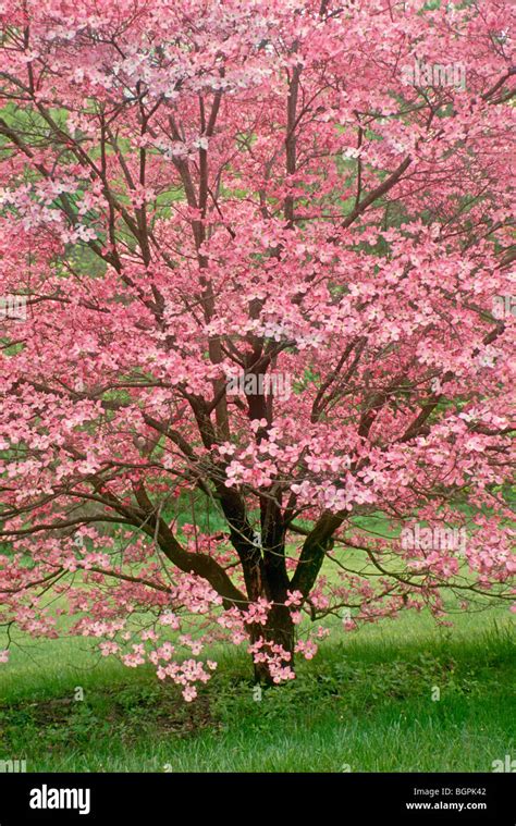 Stunning Pink Dogwood Tree In Full Spring Bloom With Pink Flowers