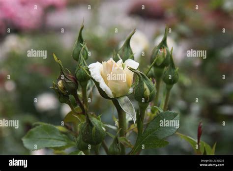 Rosa Blanca En Flor Entre Brotes De Rosa Cerrados Símbolo De Pureza