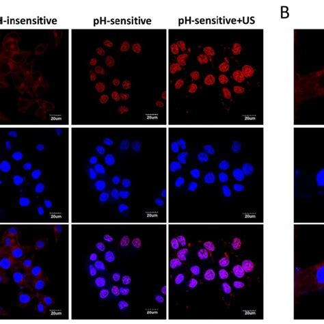 Confocal Microscope Images Of Mcf 7 Cells Treated With Free Dox Dox