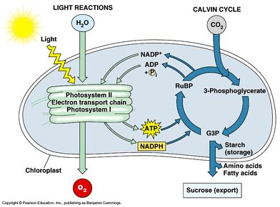 Three molecules of atp and two molecules of nadph are consumed for each co2 molecule that is fixed. PHOTOSYNTHESIS - Life science Photosynthesis