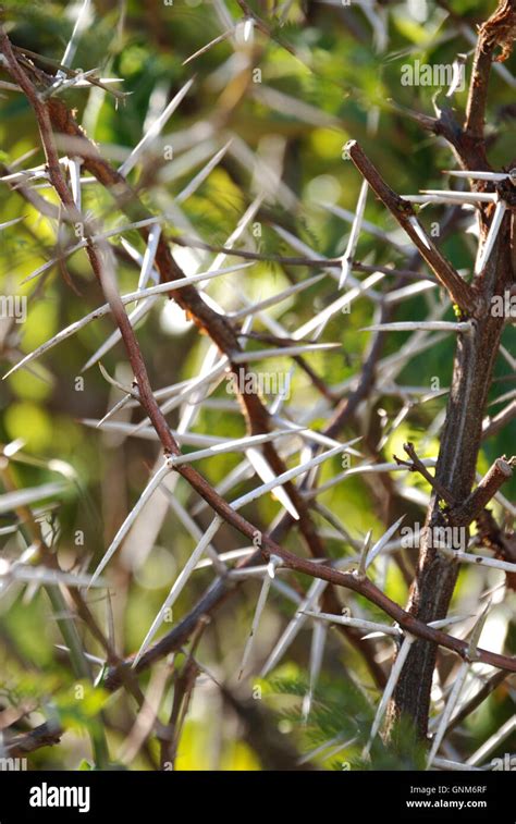 Mass Of Impenetrable Long Sharp Thorns In A Thorn Bush Stock Photo Alamy