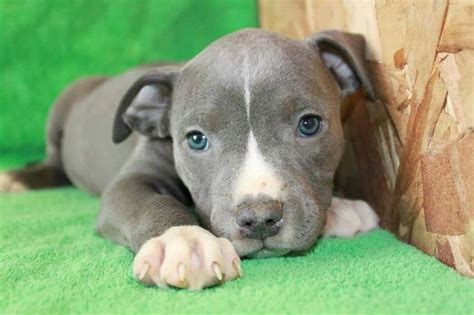 Do All Pitbull Puppies Have Blue Eyes