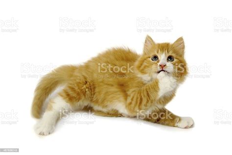 Afraid Kitten Stock Photo Download Image Now Domestic Cat Shock