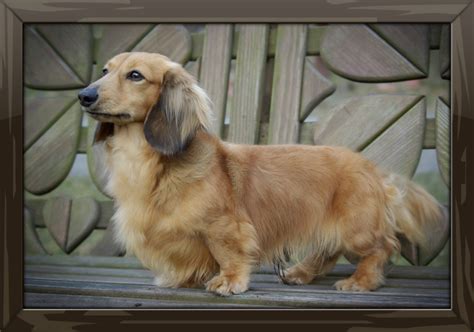 Frappé Reevesdachs Miniature Dachshunds
