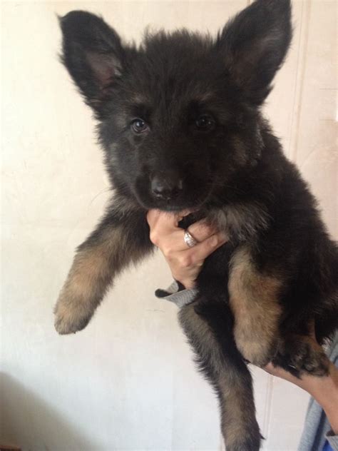 Advice from breed experts to make a safe choice. German shepherd puppies for sale | Chippenham, Wiltshire ...