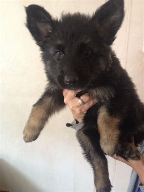 We have 8 puppies for sale, 3 girls and 5 boys. German shepherd puppies for sale | Chippenham, Wiltshire ...