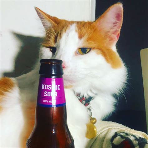 Pin De James Retling En Beer Cats