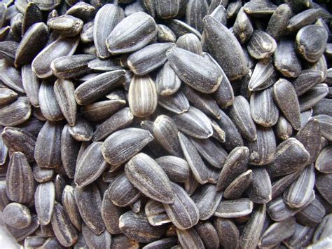 Each variety has its own unique levels of monounsaturated, saturated, and polyunsaturated fats. sunflower seeds - Wiktionary