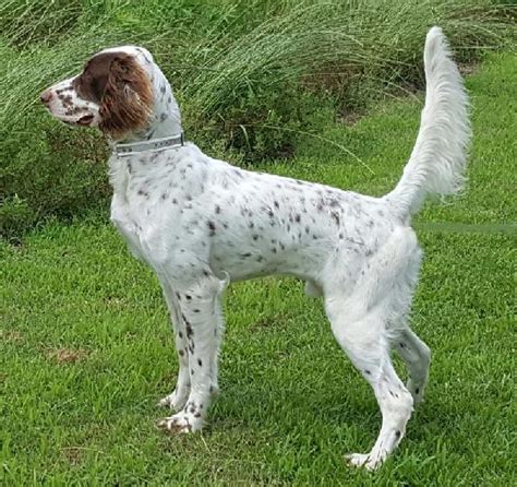 English Setter Puppies For Sale