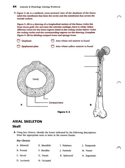 Cross section area is an area of an object if you view it as a 2d object. axial skeleton - apcscience.com