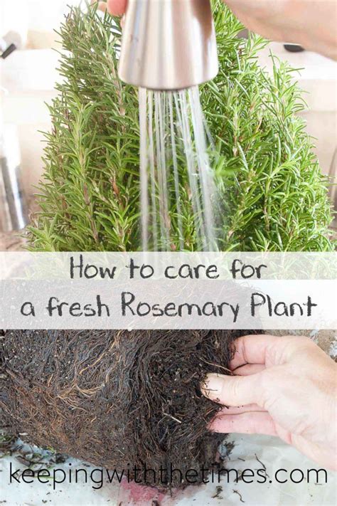 How To Care For Fresh Rosemary Tips For Keeping Your