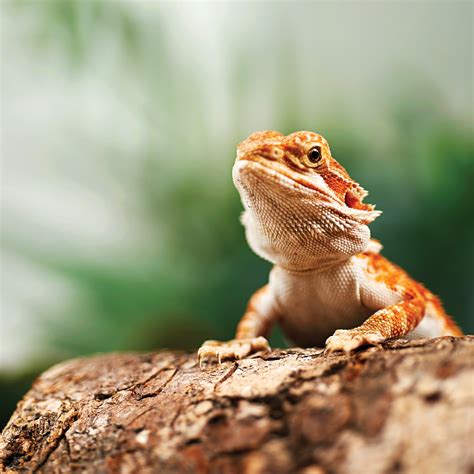 Bearded Dragons for Sale | Buy Live Bearded Dragons for Sale | Petco