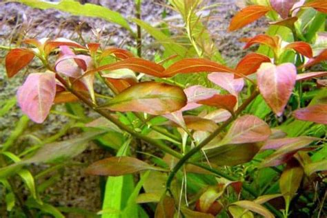 Ludwigia Repens Care Guide Planting Growing And Propagation