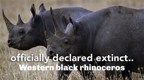 western black rhinoceros officially declared extinct youtube
