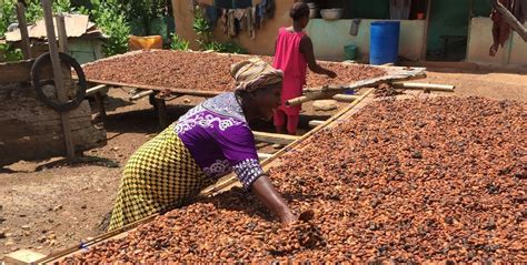 Usaid Hersheys And Ecom Help Cocoa Farmers Increase Production Strengthen Land Rights And