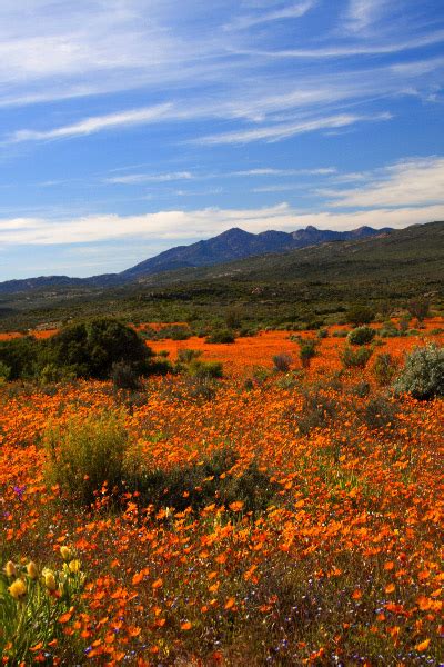 Namaqualand Flower Tours From Cape Town Best Flower Site
