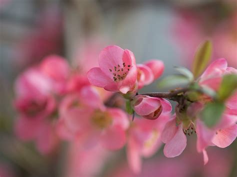 This of course is going to depend on the lighting. Garden flowers macro photography, pink petals wallpaper ...