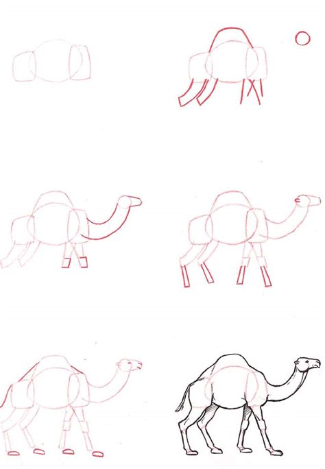 Step by step drawing tutorial on how to draw a dromedary camel. Dromedary | Lifeandhealth | Life and Health