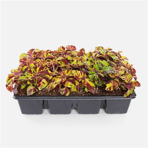 Mosaic Coleus Flat Plant Delivery Nyc