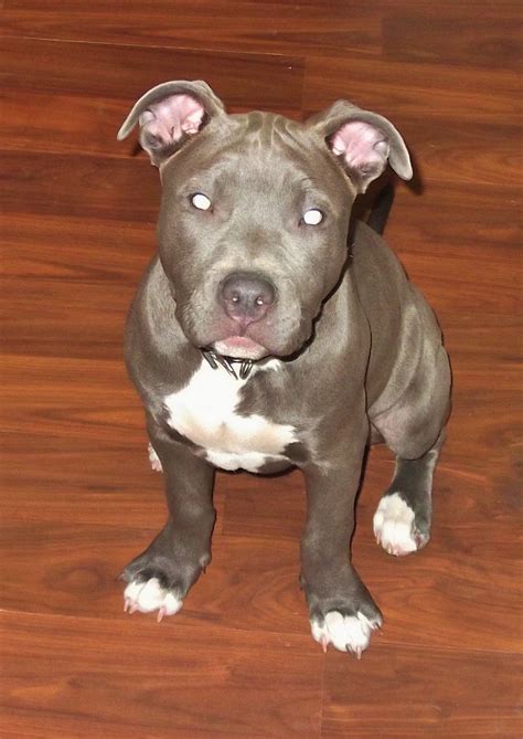 8 3 Months Old Special Pitbull Dog Puppy For Sale Or Adoption Near