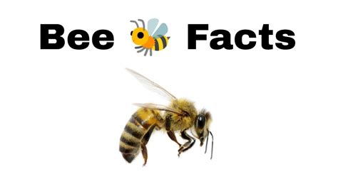 Bee Facts Youtube
