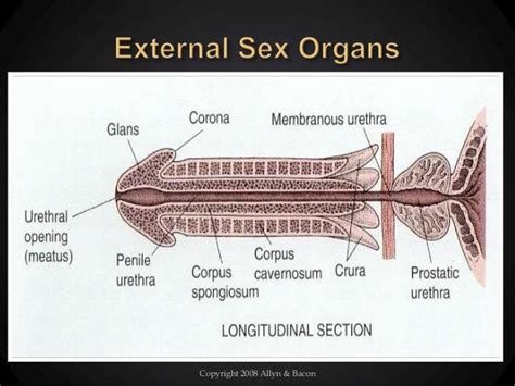 Presentation On Physiology Of Sexual Functions