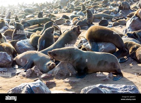 African Seal Hi Res Stock Photography And Images Alamy