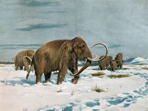 The Last Wooly Mammoths Died Isolated And Alone Smart News