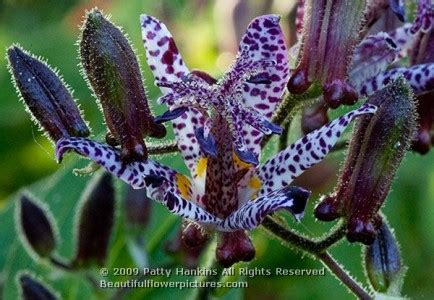Toad lilies should be planted where they are easily seen. Sinonome Toad Lilies :: Beautiful Flower Pictures Blog