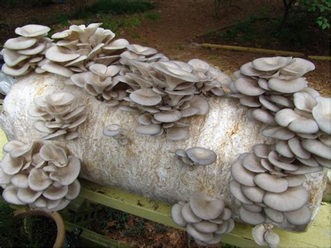 Mushroom Farming Eco Snippets