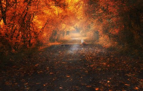 Wallpaper Road Autumn Forest Leaves Trees Landscape Branches Fog Park Mood Thickets