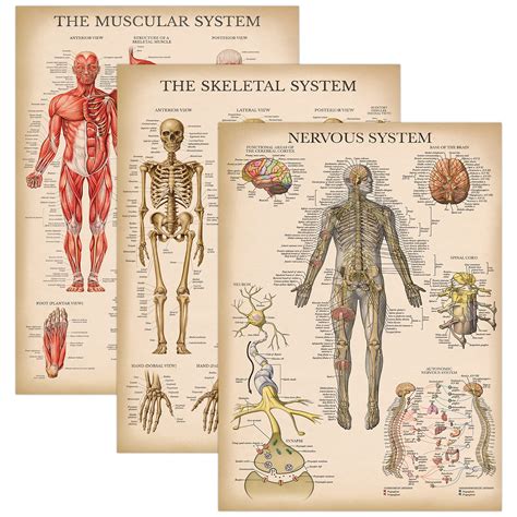 Buy Palace Learning 3 Pack Vintage Muscle Skeleton Nervous System