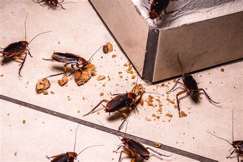 Where Do Big Roaches Come From Unraveling Their Origins