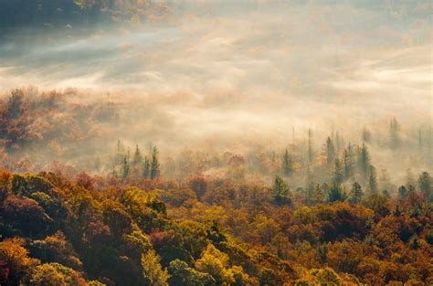 Morning Fog Forest Autumn Wallpapers Hd Desktop And