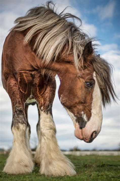 Pin By Minkiewicz Studios Llc On Equine Details Clydesdale Horses