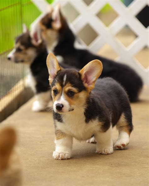 See more ideas about corgi, puppies, cute animals. Corgi Puppies 91 | Daniel Stockman | Flickr