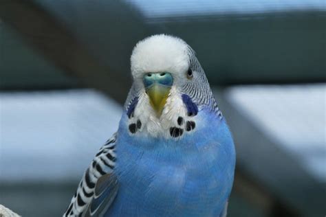 Blue Parakeet Everything You Need To Know Petsmont