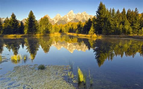 Reflection Photography Of Pine Trees And Mount Alps Hd Wallpaper