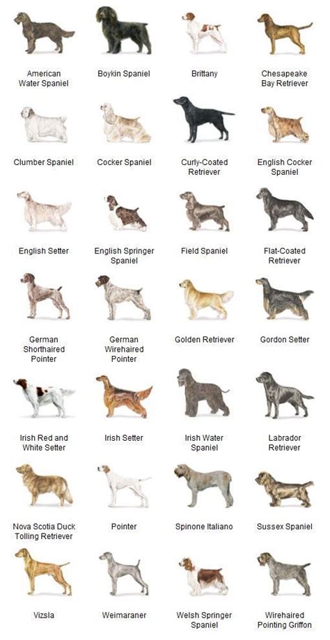 The Different Breeds Of Dogs Are Shown In This Chart Which Shows Their