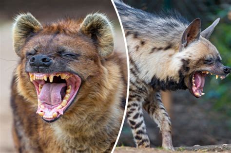 Large Hyena On The Loose More Beasts Spotted In Uk Countryside