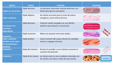 Estos Cuatro Tipos De Tejidos Tipos De Tejido Tejidos Del Cuerpo Humano