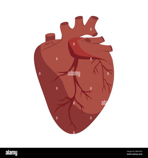 Vector Anatómico Del Corazón Ilustración Gráfica Plana órgano Del
