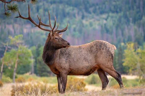 Photos Of Colorado Elk Rocky Mountain National Park
