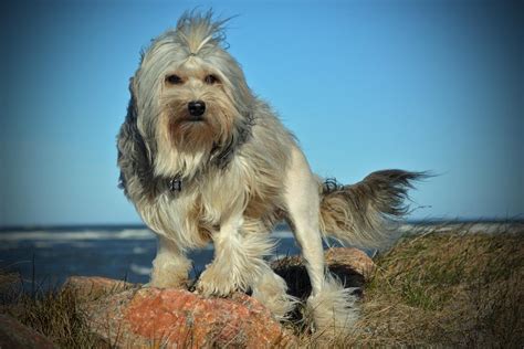 Paddy #lowchen chatting to the neighbours. Løwchen Malthe R.I.P 20. november 2016 - Billeder af hunde - Uploaded af Kathrine S - Kennel ...