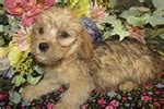 dandie dinmont terrier puppies  sale  reputable dog breeders