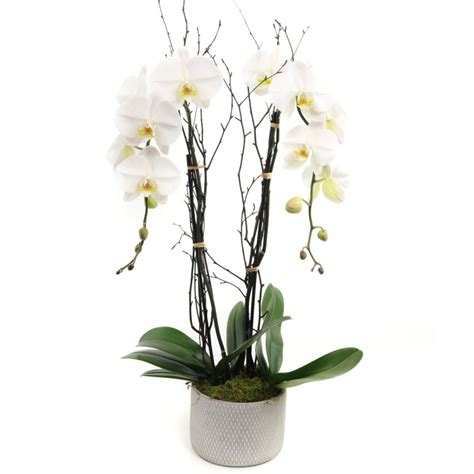 White Phalaenopsis Orchid 1 Florist In Los Angeles Dotties Flowers