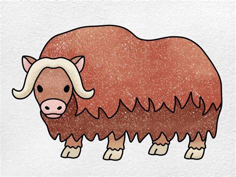 How To Draw Musk Ox Helloartsy